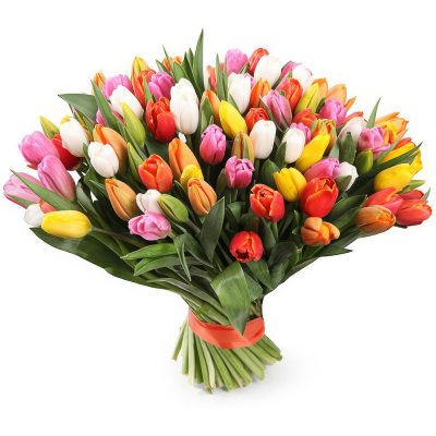 Акция! Тюльпаны 51 шт.